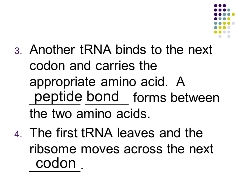 3. Another tRNA binds to the next codon and carries the appropriate amino acid.
