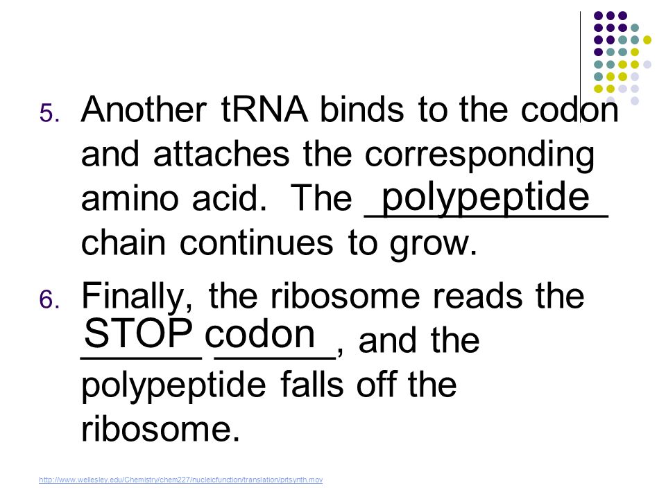 5. Another tRNA binds to the codon and attaches the corresponding amino acid.
