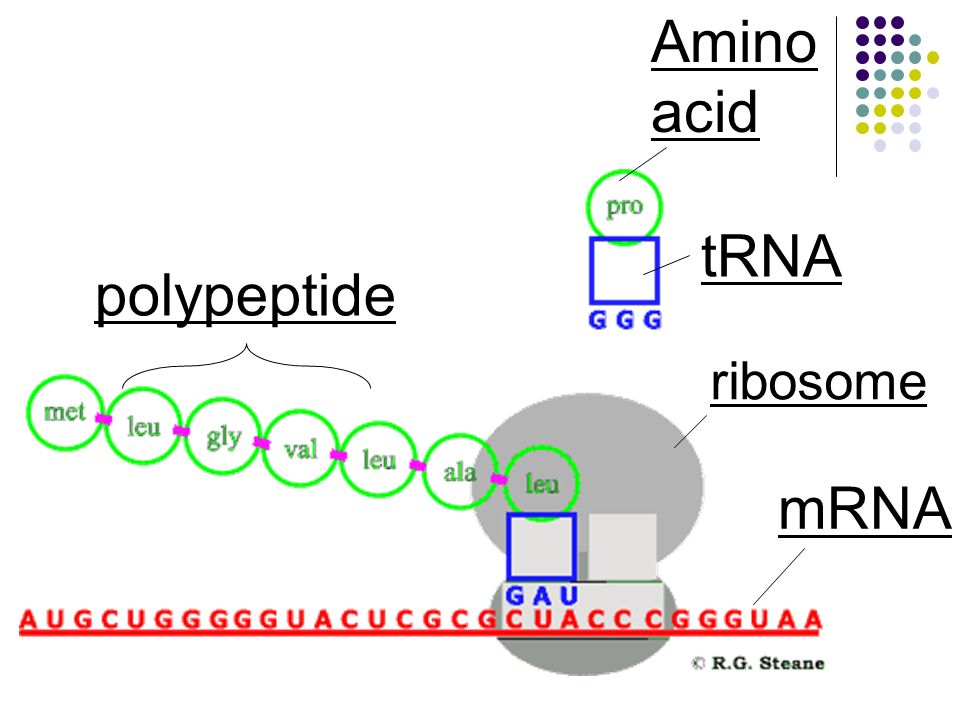 Amino acid tRNA ribosome mRNA polypeptide