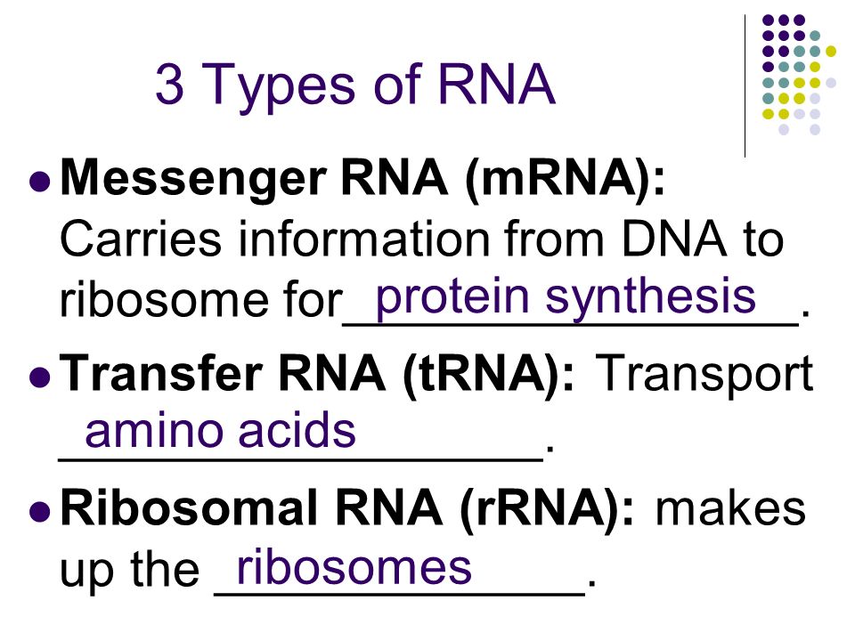 3 Types of RNA Messenger RNA (mRNA): Carries information from DNA to ribosome for________________.