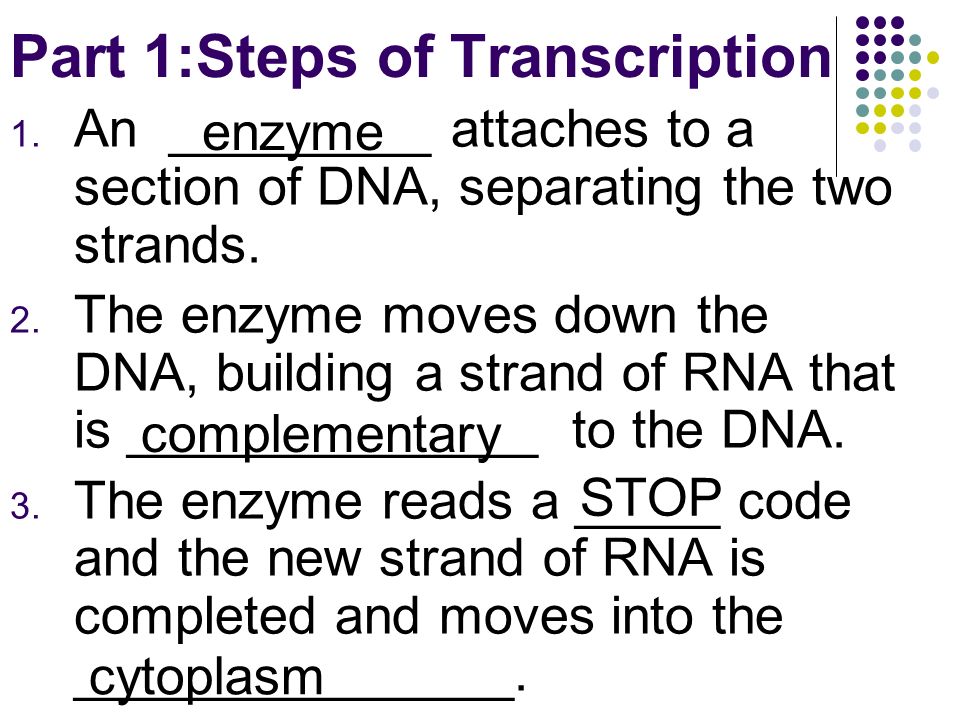 Part 1:Steps of Transcription 1.