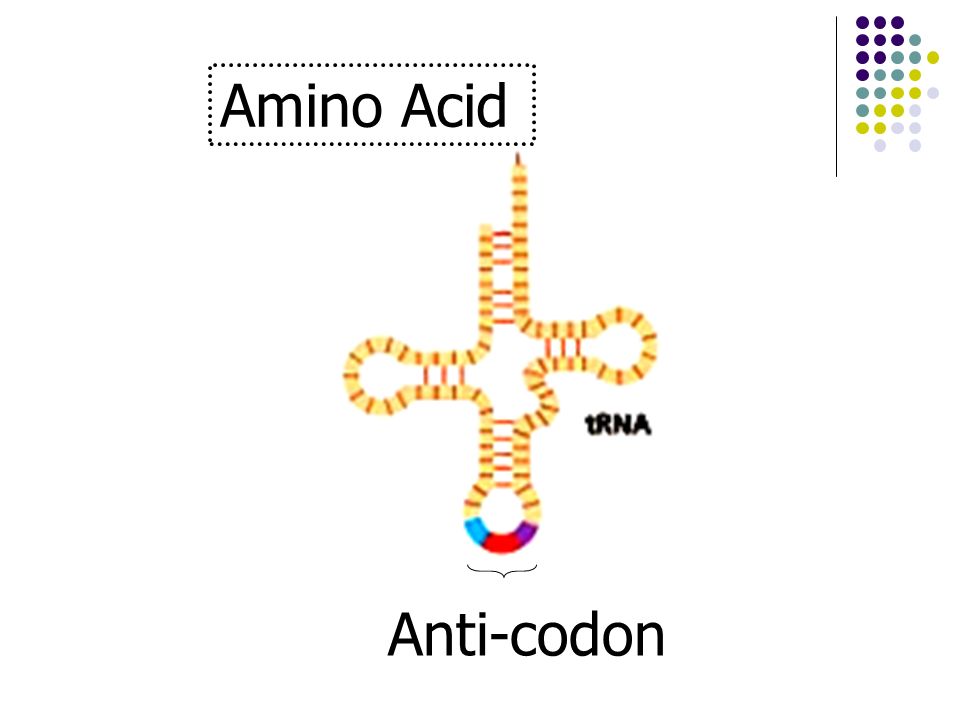 Amino Acid Anti-codon