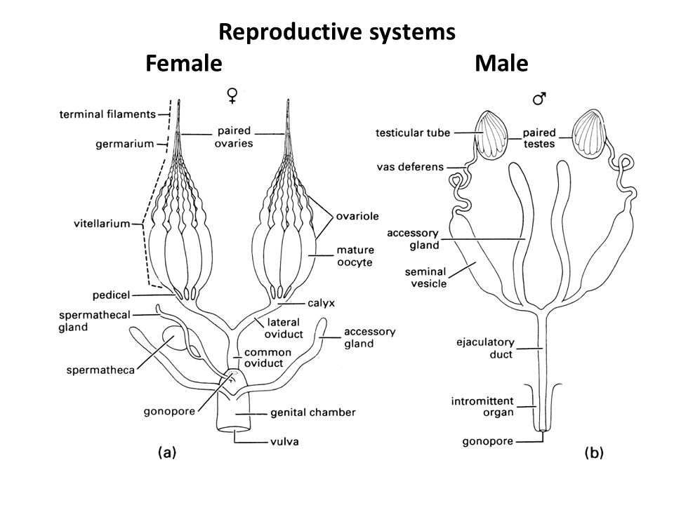 If Human Reproductive Roles Were Ever To Reverse Cartoon Animation