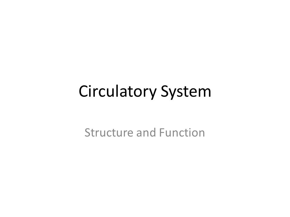 Circulatory System Structure and Function