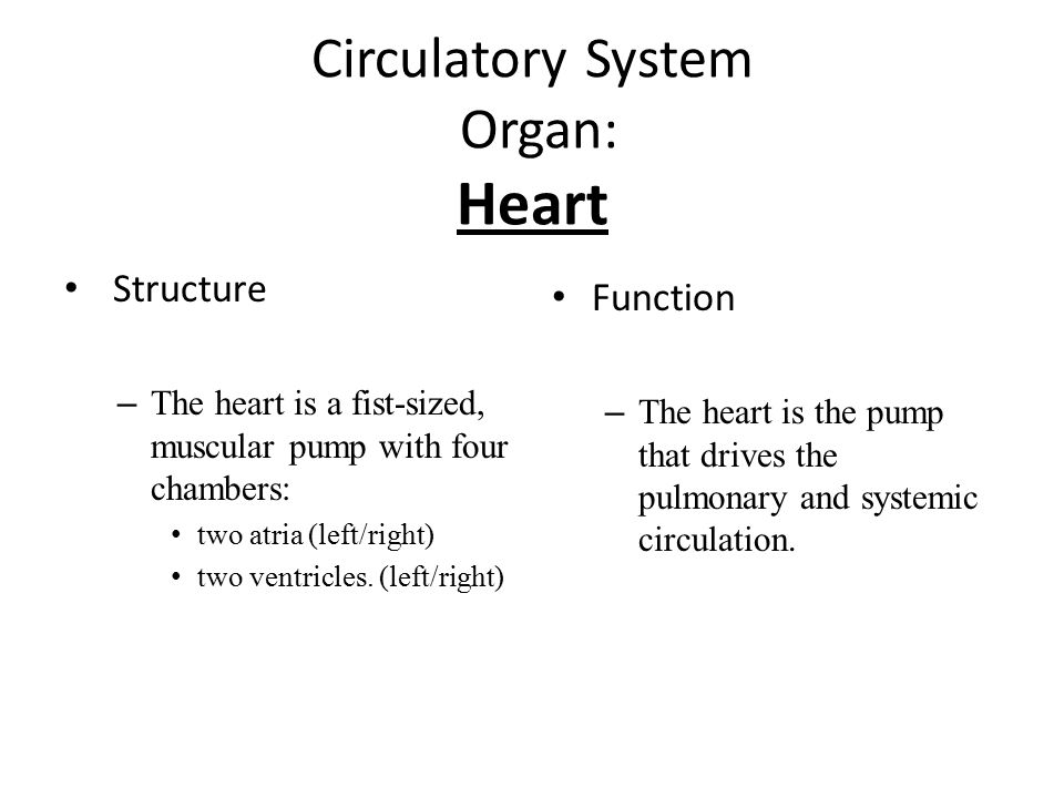 Circulatory System Organ: Heart Structure – The heart is a fist-sized, muscular pump with four chambers: two atria (left/right) two ventricles.