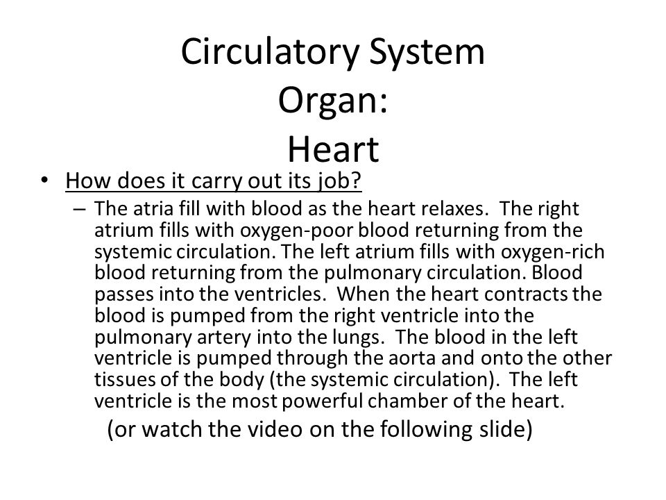 Circulatory System Organ: Heart How does it carry out its job.