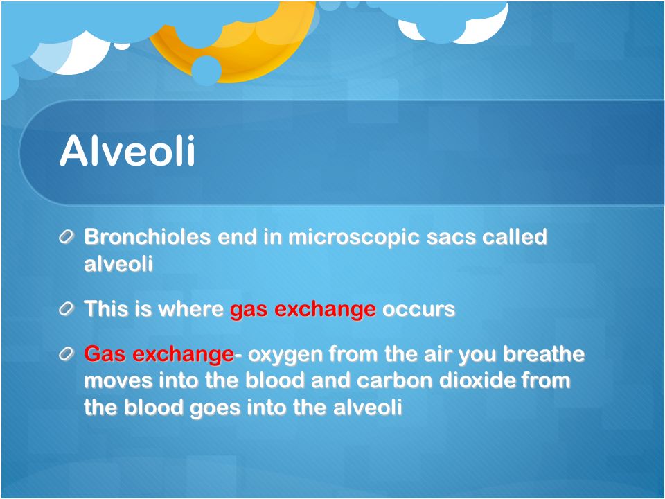 Alveoli Bronchioles end in microscopic sacs called alveoli This is where gas exchange occurs Gas exchange- oxygen from the air you breathe moves into the blood and carbon dioxide from the blood goes into the alveoli