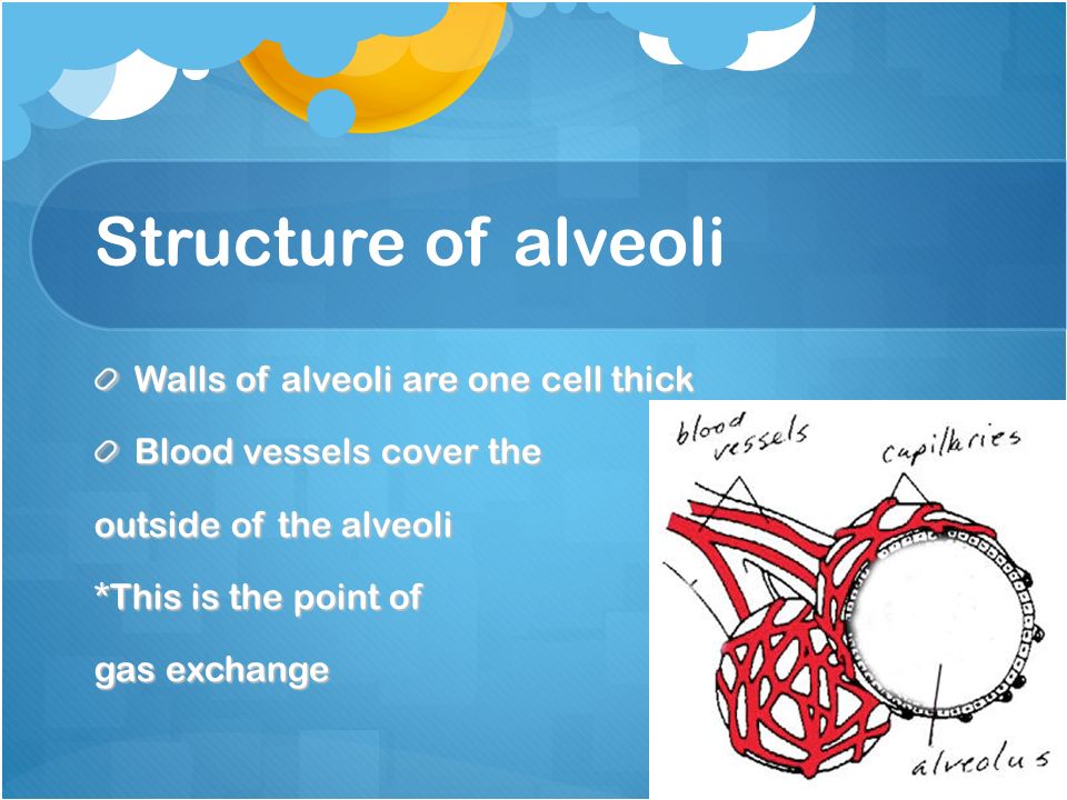 Structure of alveoli Walls of alveoli are one cell thick Blood vessels cover the outside of the alveoli *This is the point of gas exchange