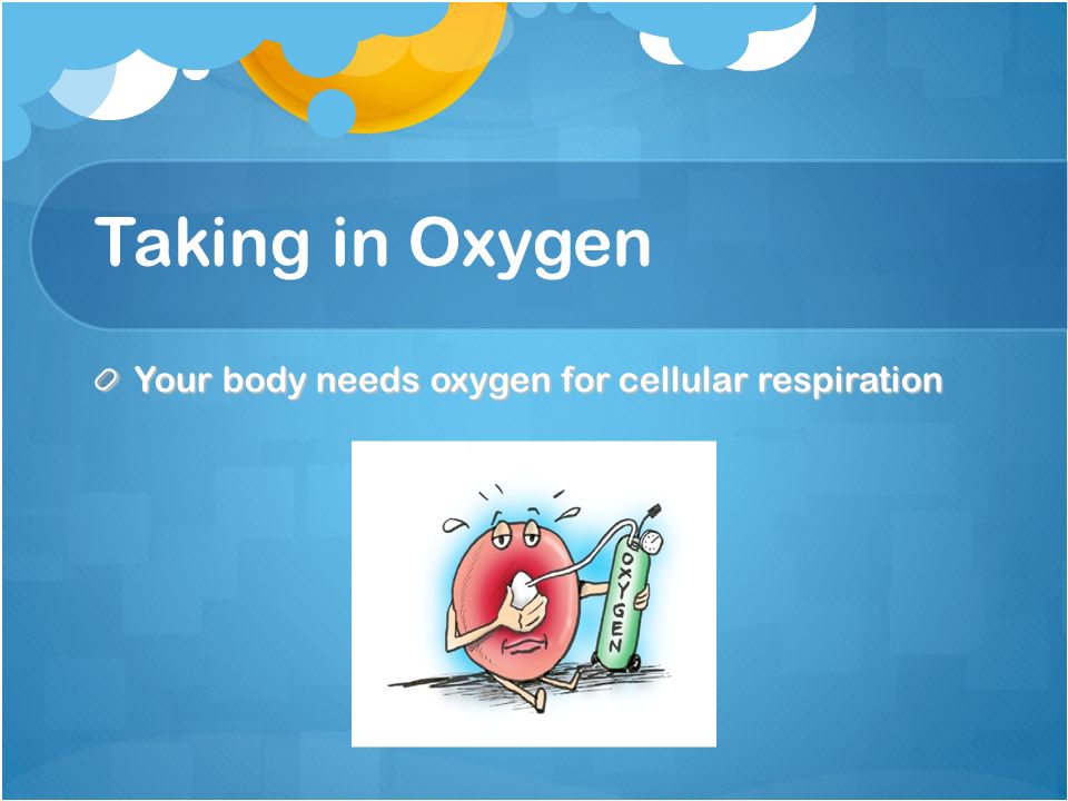 Taking in Oxygen Your body needs oxygen for cellular respiration