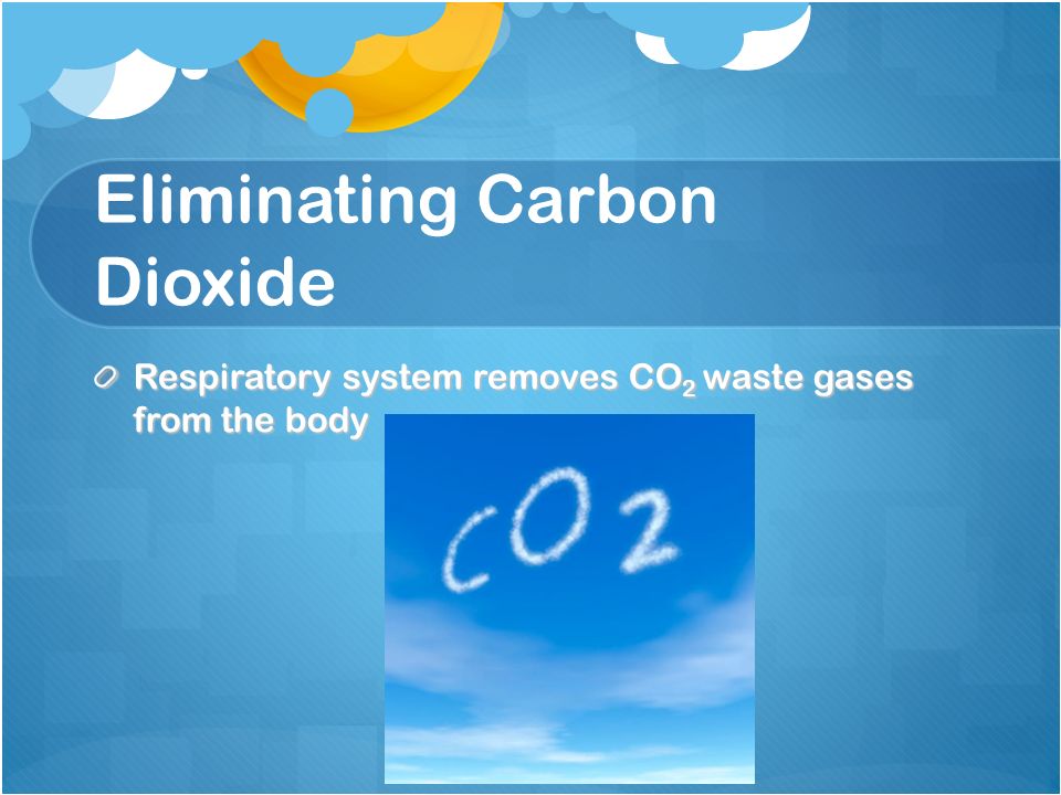 Eliminating Carbon Dioxide Respiratory system removes CO 2 waste gases from the body