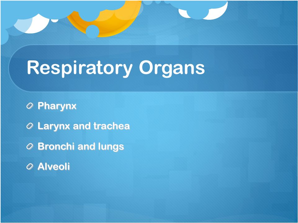 Respiratory Organs Pharynx Larynx and trachea Bronchi and lungs Alveoli