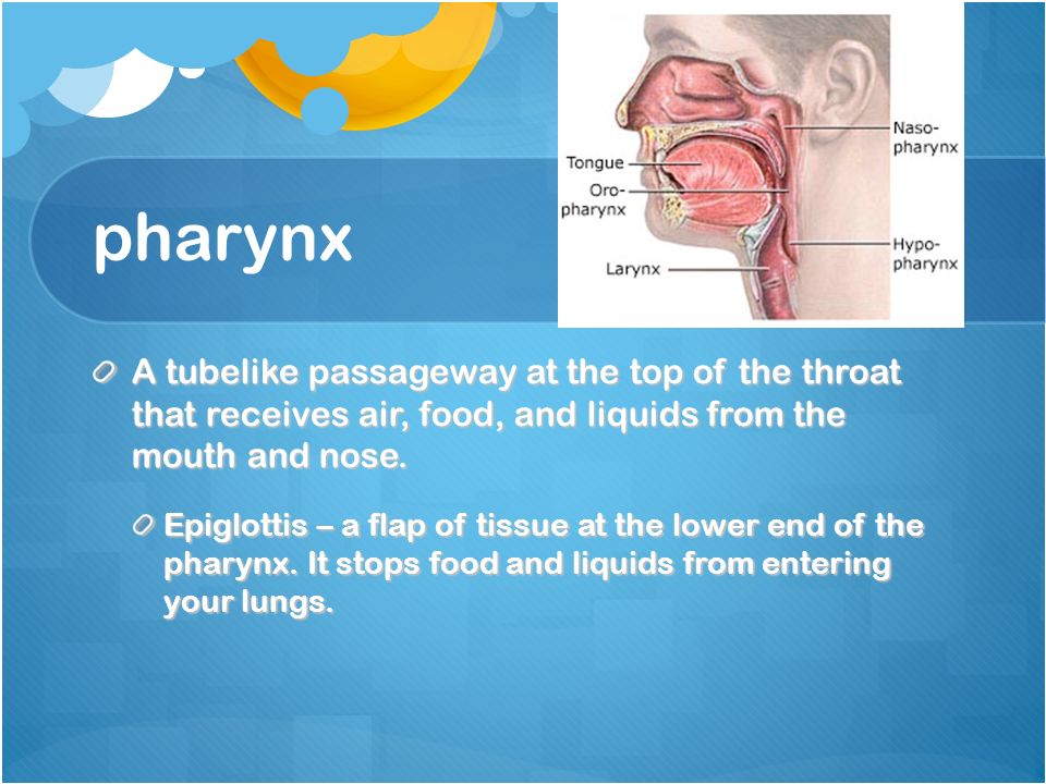 pharynx A tubelike passageway at the top of the throat that receives air, food, and liquids from the mouth and nose.