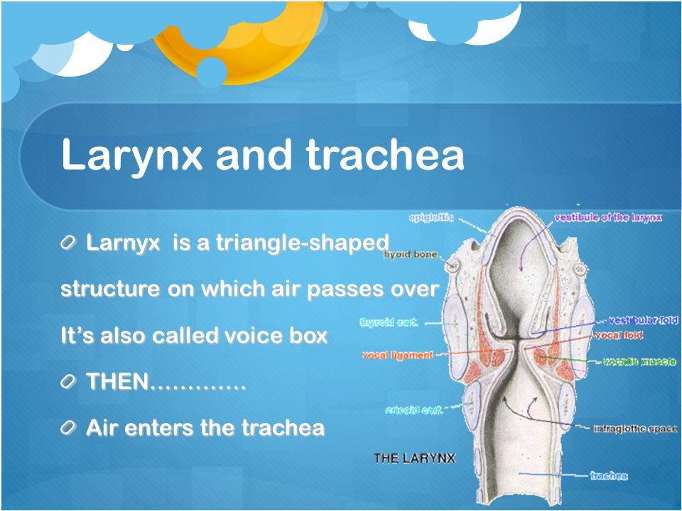 Larynx and trachea Larnyx is a triangle-shaped structure on which air passes over It’s also called voice box THEN………….