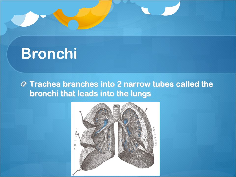 Bronchi Trachea branches into 2 narrow tubes called the bronchi that leads into the lungs
