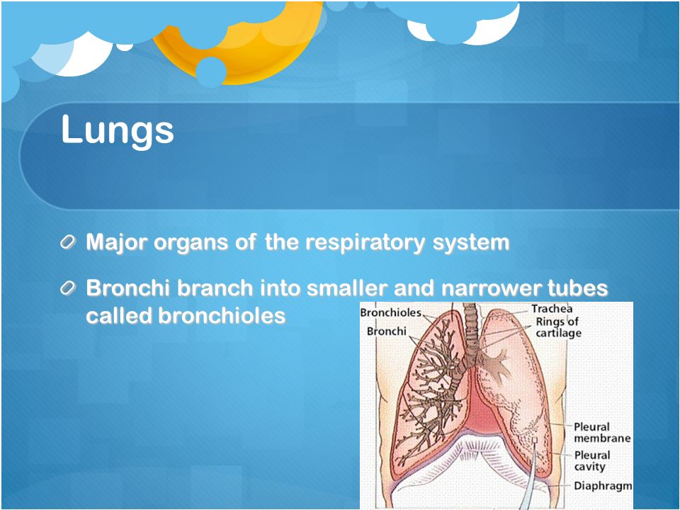Lungs Major organs of the respiratory system Bronchi branch into smaller and narrower tubes called bronchioles