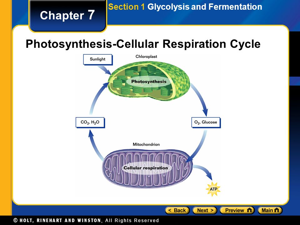 cellular respiration after photsynthesis Learn more about cellular respiration, fermentation, and other processes that extract energy from fuel molecules like glucose learn for free about math. cellular respiration after photsynthesis Learn more about cellular respiration, fermentation, and other processes that extract energy from fuel molecules like glucose learn for free about math.