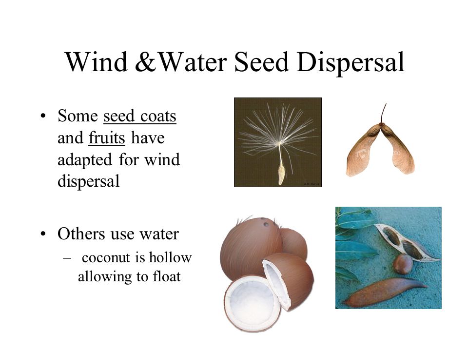 Wind &Water Seed Dispersal Some seed coats and fruits have adapted for wind dispersal Others use water – coconut is hollow allowing to float