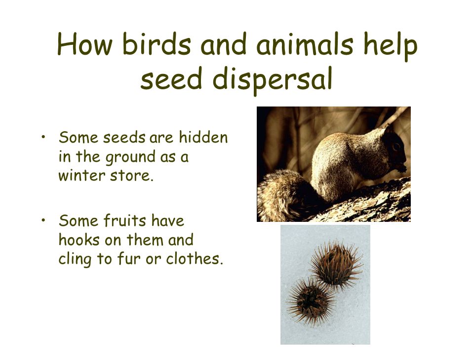 How birds and animals help seed dispersal Some seeds are hidden in the ground as a winter store.
