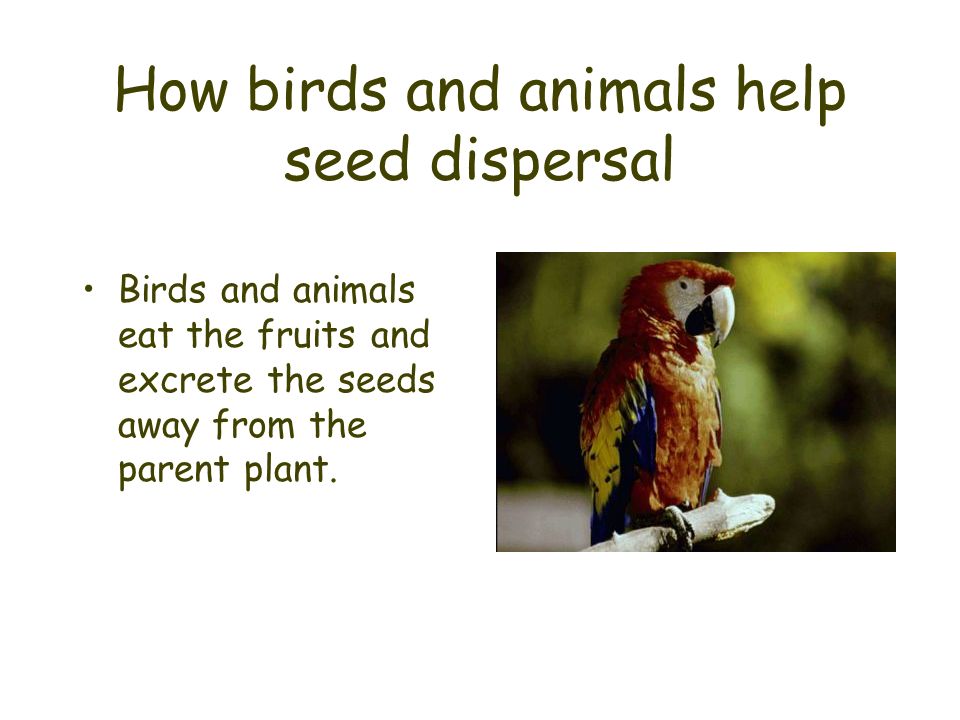 How birds and animals help seed dispersal Birds and animals eat the fruits and excrete the seeds away from the parent plant.