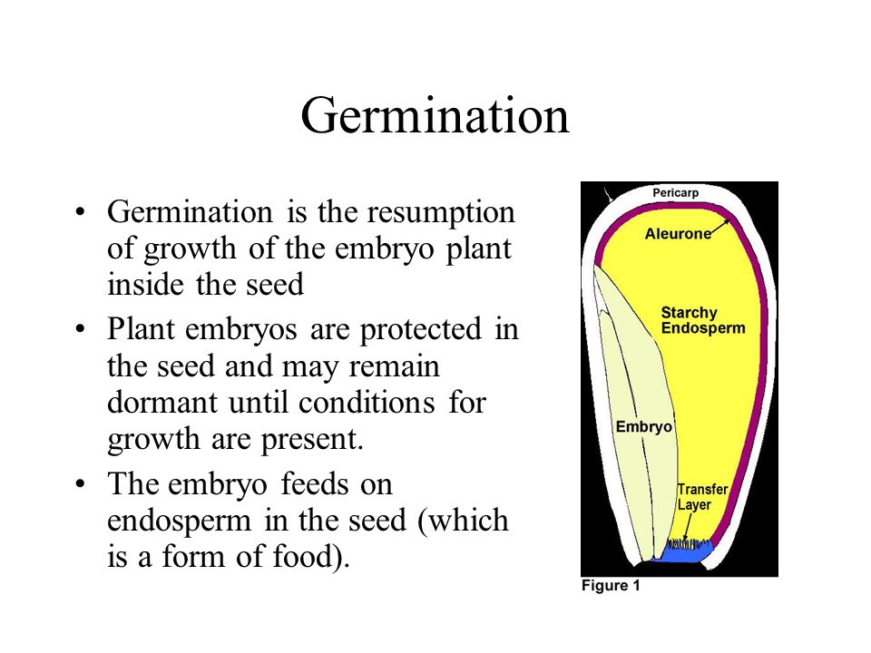 Germination Germination is the resumption of growth of the embryo plant inside the seed Plant embryos are protected in the seed and may remain dormant until conditions for growth are present.