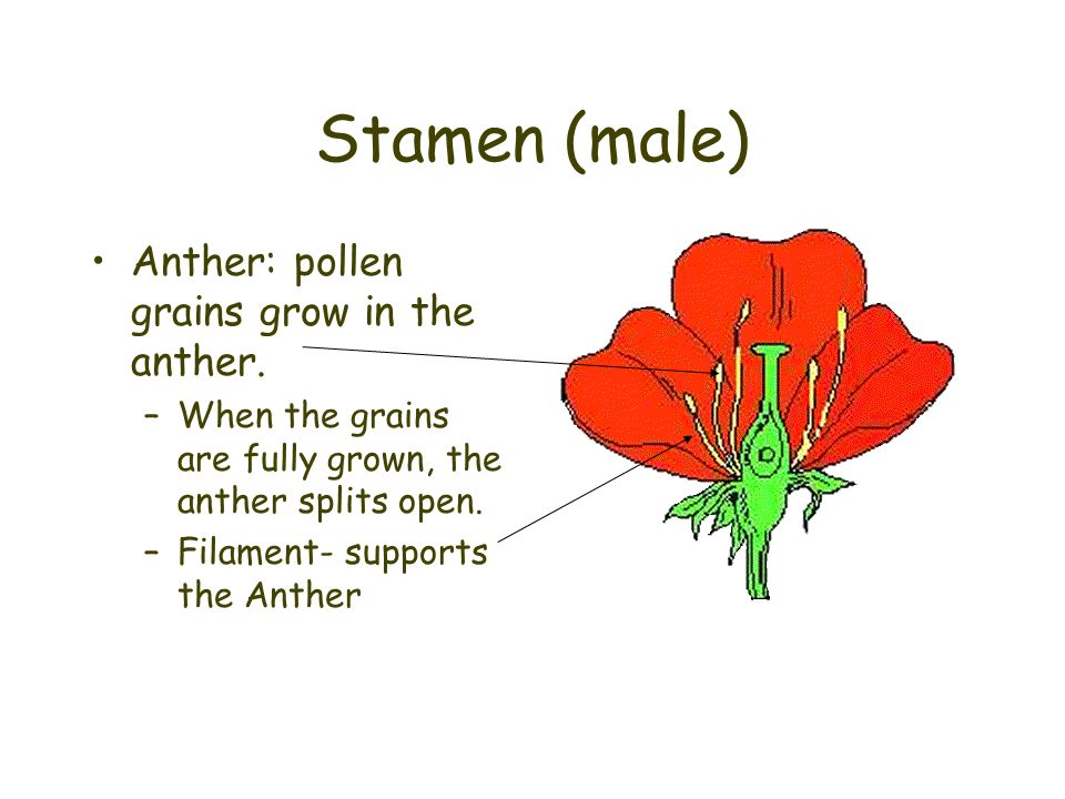 Stamen (male) Anther: pollen grains grow in the anther.