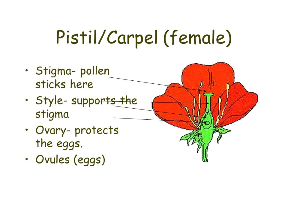 Pistil/Carpel (female) Stigma- pollen sticks here Style- supports the stigma Ovary- protects the eggs.