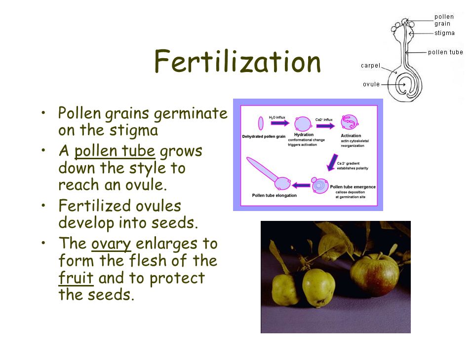 Fertilization Pollen grains germinate on the stigma A pollen tube grows down the style to reach an ovule.
