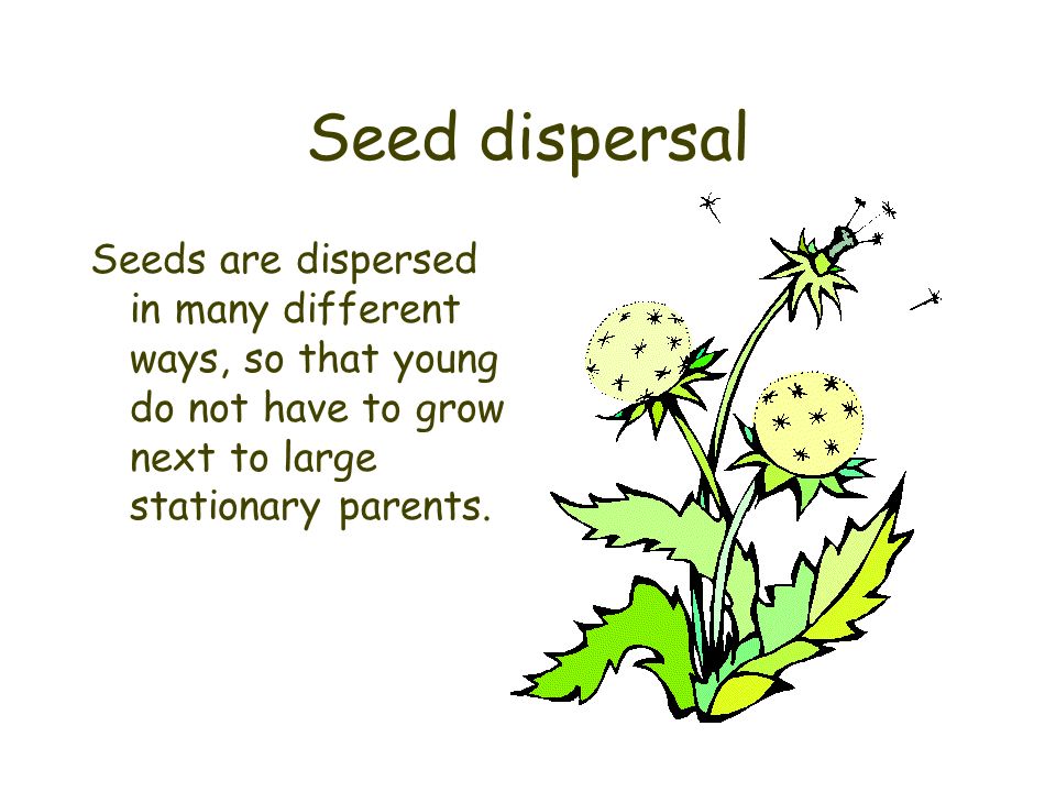 Seed dispersal Seeds are dispersed in many different ways, so that young do not have to grow next to large stationary parents.