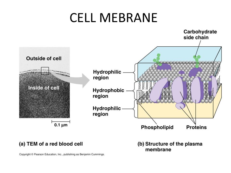 CELL MEBRANE