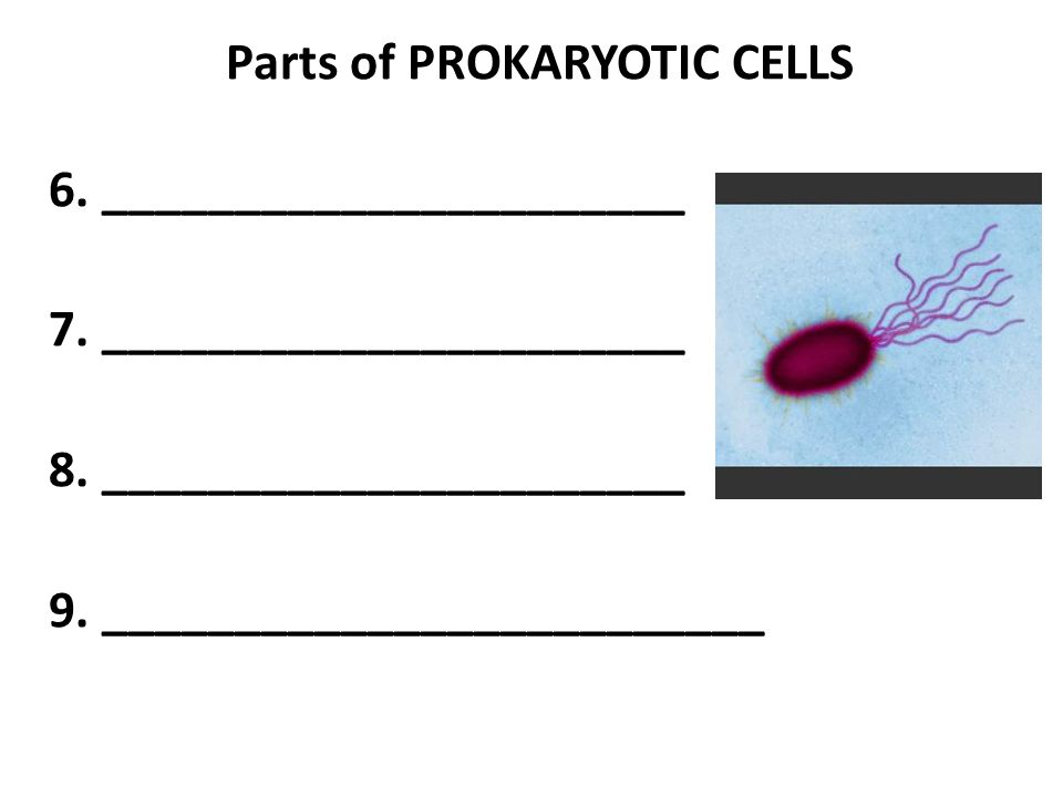 Parts of PROKARYOTIC CELLS 6. ______________________ 7.