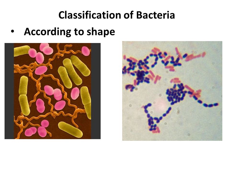 Classification of Bacteria According to shape