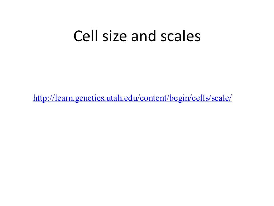 Cell size and scales