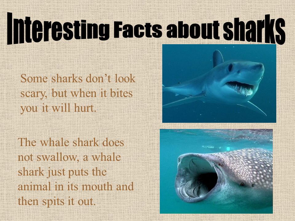 just catch a shark, cut off the fin, and throw the sharks back