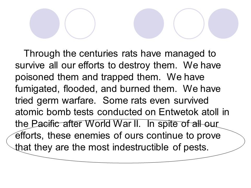 Through the centuries rats have managed to survive all our efforts to destroy them.