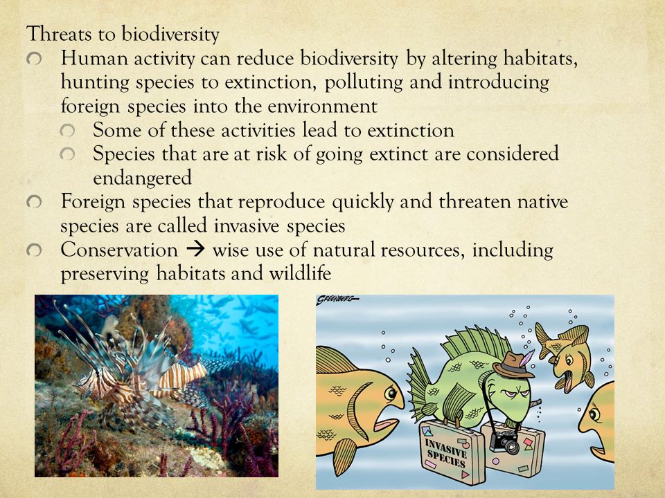 Threats to biodiversity Human activity can reduce biodiversity by altering habitats, hunting species to extinction, polluting and introducing foreign species into the environment Some of these activities lead to extinction Species that are at risk of going extinct are considered endangered Foreign species that reproduce quickly and threaten native species are called invasive species Conservation  wise use of natural resources, including preserving habitats and wildlife