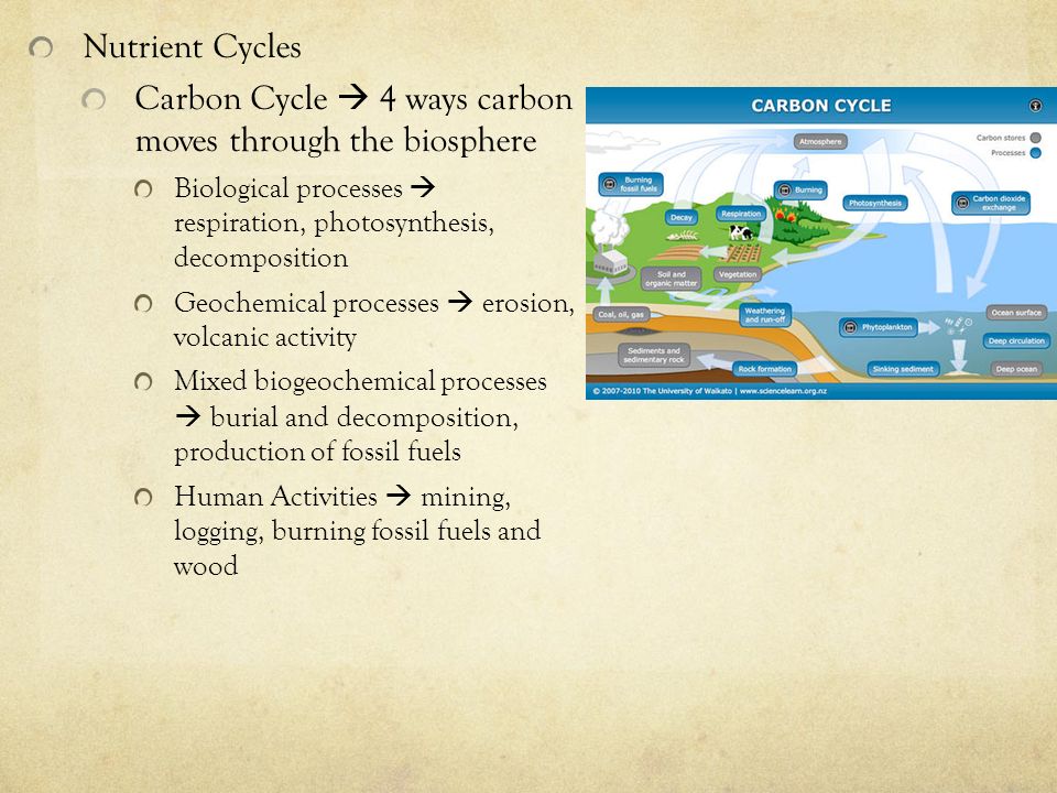 Nutrient Cycles Carbon Cycle  4 ways carbon moves through the biosphere Biological processes  respiration, photosynthesis, decomposition Geochemical processes  erosion, volcanic activity Mixed biogeochemical processes  burial and decomposition, production of fossil fuels Human Activities  mining, logging, burning fossil fuels and wood