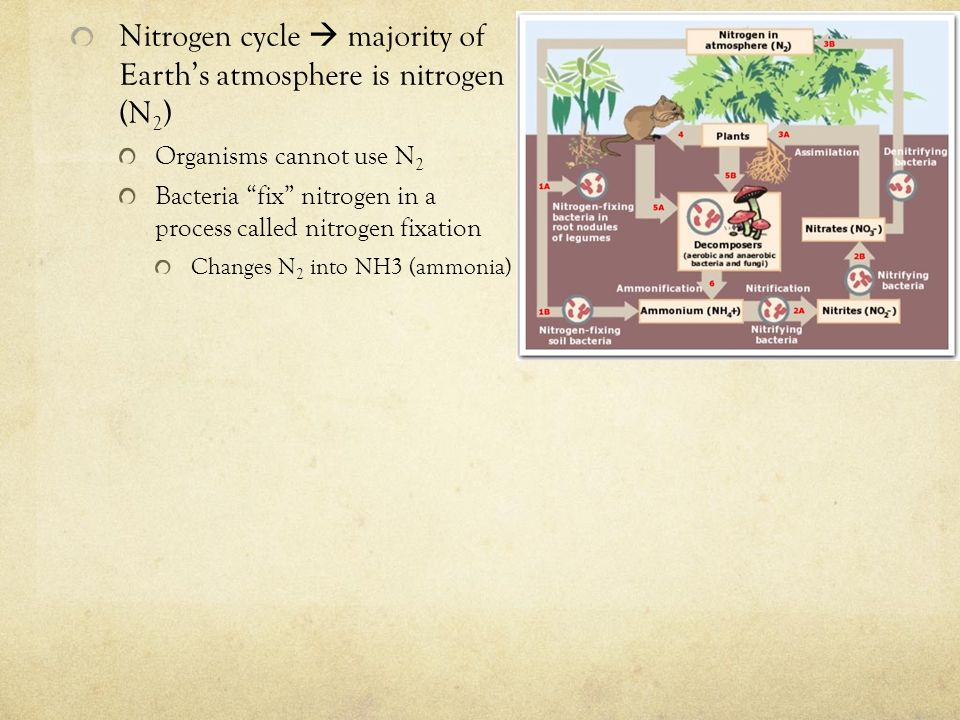 Nitrogen cycle  majority of Earth’s atmosphere is nitrogen (N 2 ) Organisms cannot use N 2 Bacteria fix nitrogen in a process called nitrogen fixation Changes N 2 into NH3 (ammonia)