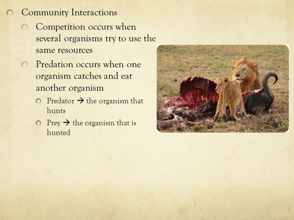 Community Interactions Competition occurs when several organisms try to use the same resources Predation occurs when one organism catches and eat another organism Predator  the organism that hunts Prey  the organism that is hunted