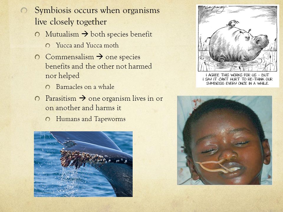 Symbiosis occurs when organisms live closely together Mutualism  both species benefit Yucca and Yucca moth Commensalism  one species benefits and the other not harmed nor helped Barnacles on a whale Parasitism  one organism lives in or on another and harms it Humans and Tapeworms