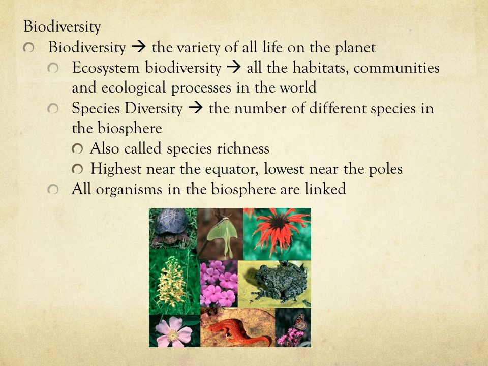 Biodiversity Biodiversity  the variety of all life on the planet Ecosystem biodiversity  all the habitats, communities and ecological processes in the world Species Diversity  the number of different species in the biosphere Also called species richness Highest near the equator, lowest near the poles All organisms in the biosphere are linked