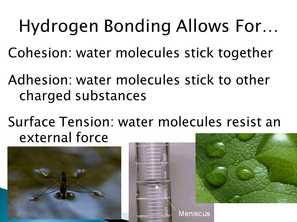 Hydrogen Bonding Allows For… Cohesion: water molecules stick together Adhesion: water molecules stick to other charged substances Surface Tension: water molecules resist an external force