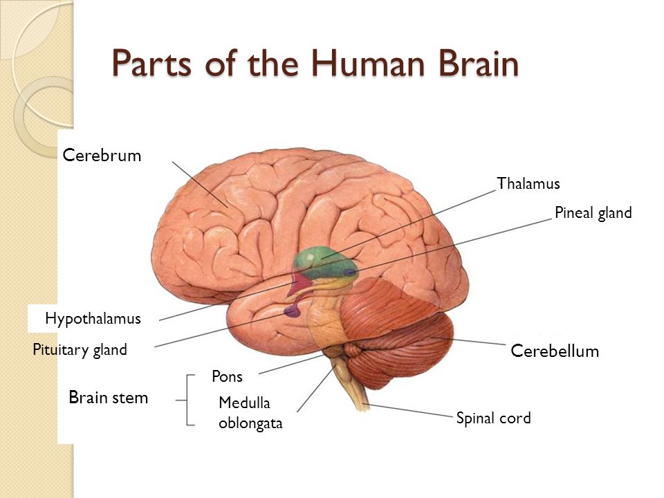 the function of the human brain the function of the human brain