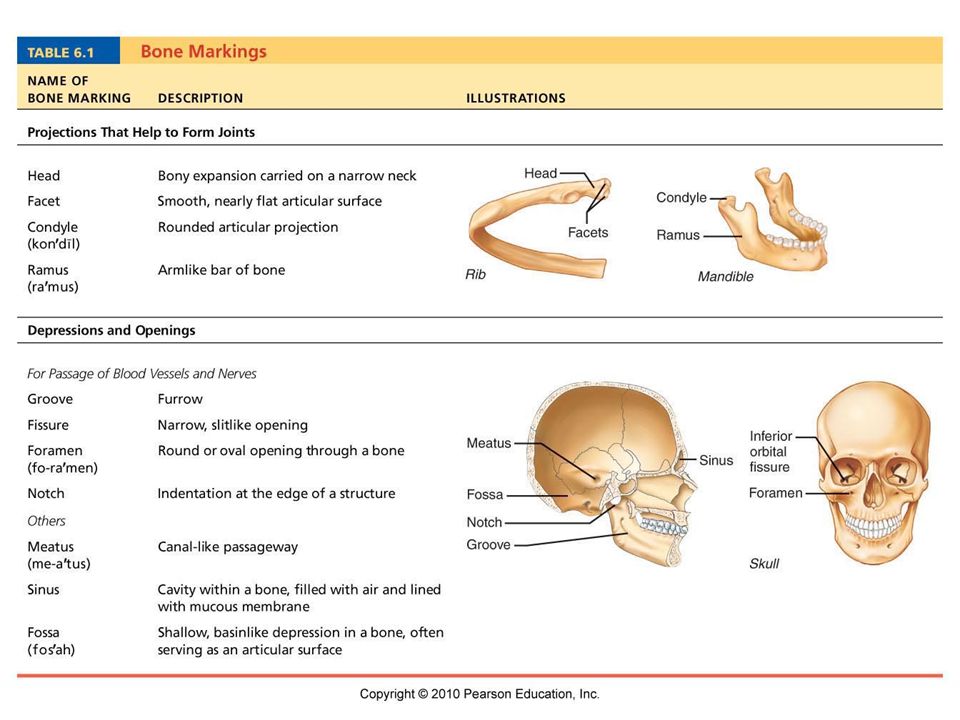 skeletal system chapter bones skeletal organization ppt download bone markings chart