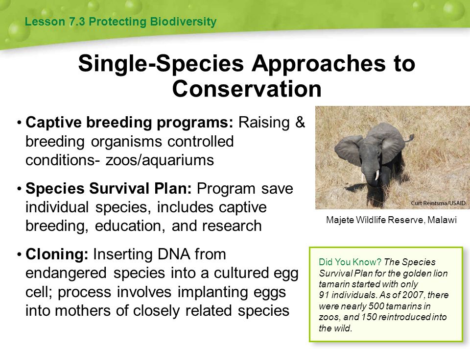 biodiversity and species Protecting endangered animals and plants is the center's core mission from miniscule, nearly invisible fairy shrimp to gray whales and towering redwoods, we believe all species have an intrinsic right to live. biodiversity and species Protecting endangered animals and plants is the center's core mission from miniscule, nearly invisible fairy shrimp to gray whales and towering redwoods, we believe all species have an intrinsic right to live.