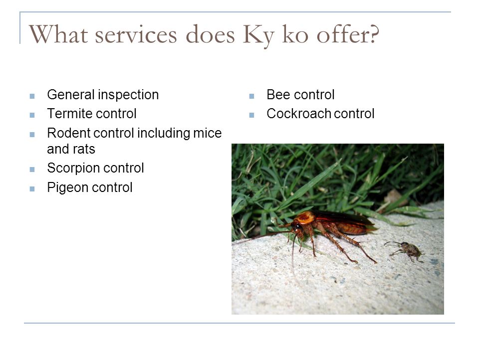 What services does Ky ko offer.