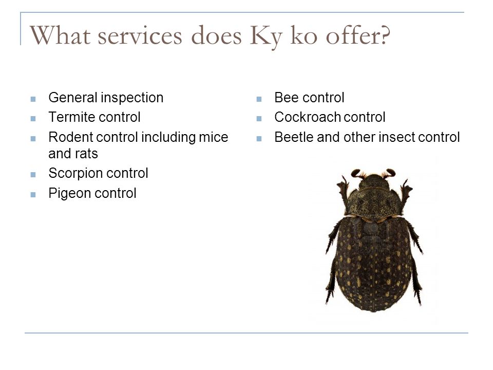 What services does Ky ko offer.
