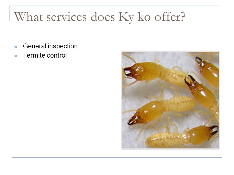 What services does Ky ko offer General inspection Termite control
