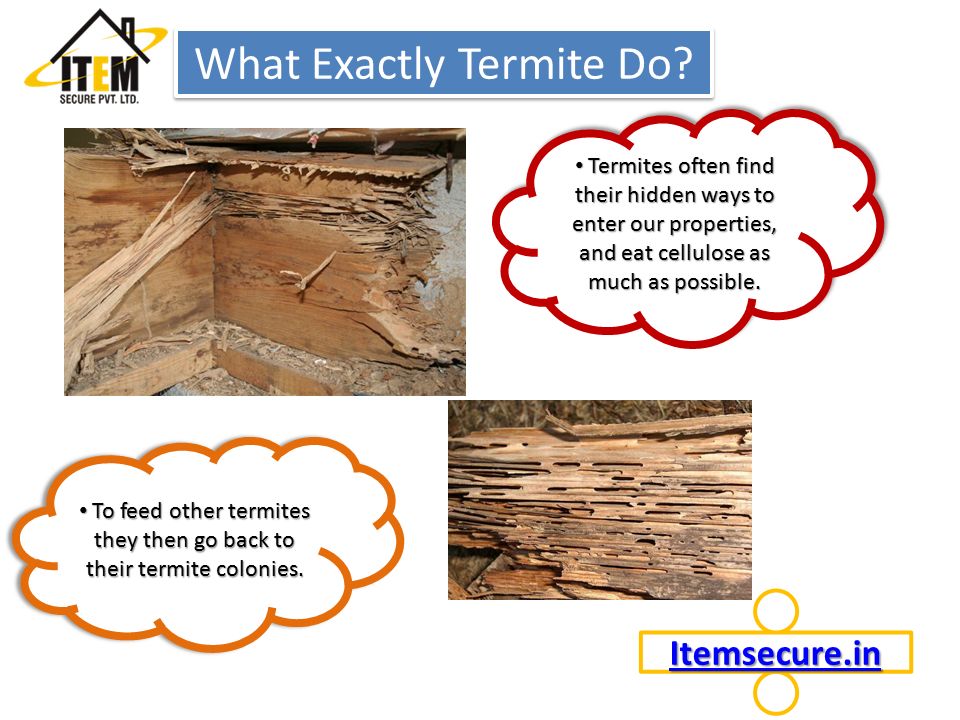 To feed other termites they then go back to their termite colonies.