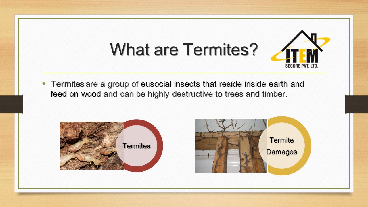 What are Termites.