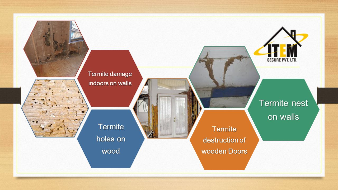 Termite holes on wood Termite destruction of wooden Doors Termite damage indoors on walls Termite nest on walls